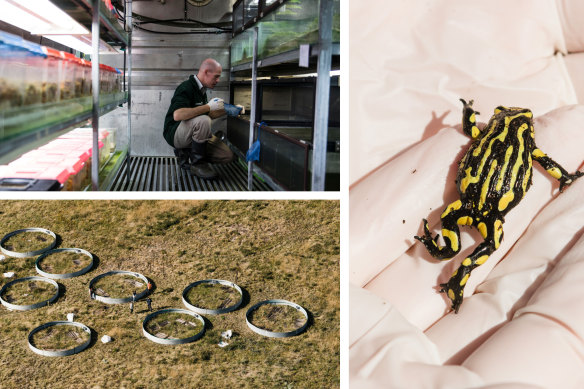 These corroboree frogs – no bigger than 3 centimetres – are critically endangered, battling disease, invasive species, a changing environment and natural disasters. This shed is hoping to change that.