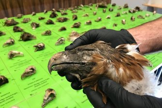 A police officer holds the remains of one of the birds  after 136 carcasses were found.