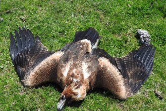 An eagle dead on a property in Tubbut, East Gippsland.