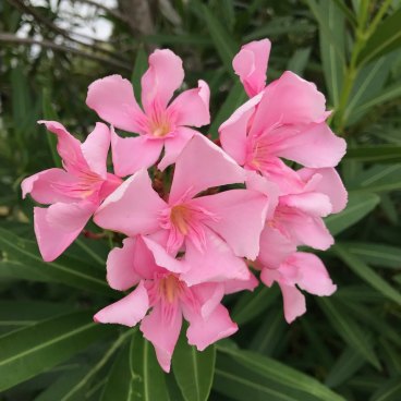 Lethal oleander perfume deals