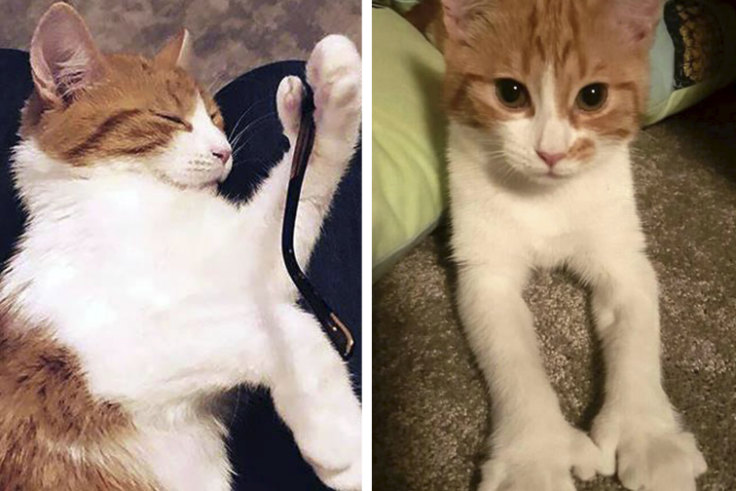 Confession I Killed Prime Minister Jacinda Ardern S Cat Paddles