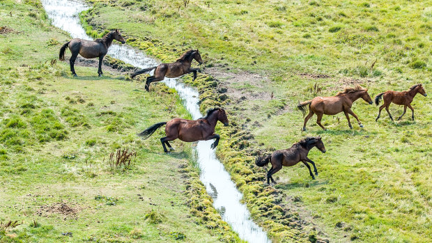 Horses next to a headwater for the Murrumbidgee River on Currango Plain in Kosciuszko National Park.