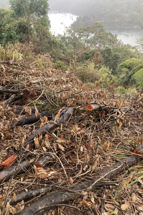 The understorey of the denuded Castle Cove bushland was left brown and wizened.