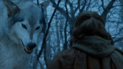 Australian DNA detectives reveal secrets of Game of Thrones wolves