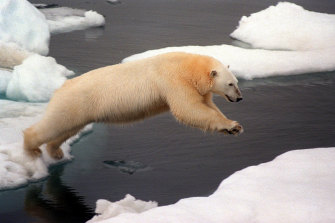 Hundreds more polar bears have appeared on the Russian islands on the other side of the Chukchi Sea. 