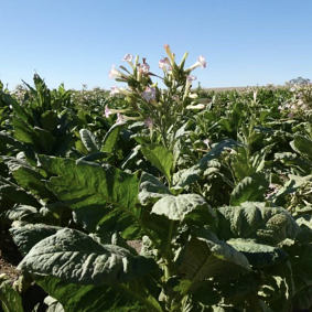 Image of a tobacco plant found during a raid on an illicit tobacco farm in Kyalite, NSW, this year.