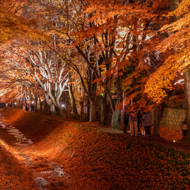 The “Momiji” tunnel of maples near Lake Kawaguchi, Japan.