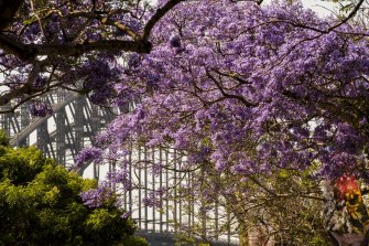 Spring in Sydney seems a little noisier this year as we emerge from our COVID cocoon.  