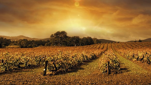 Margaret River wineries face a dim harvest in 2021 as a season worker shortage hits.