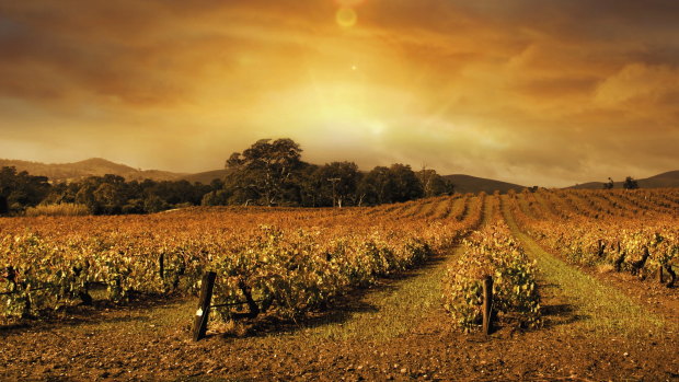 Margaret River wineries face a dim harvest in 2021 as a season worker shortage hits.