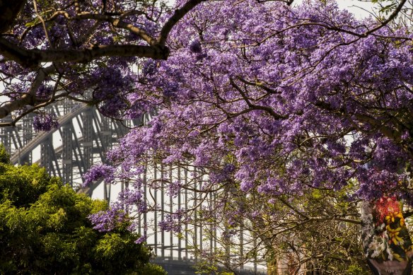 Spring in Sydney seems a little noisier this year as we emerge from our COVID cocoon.
