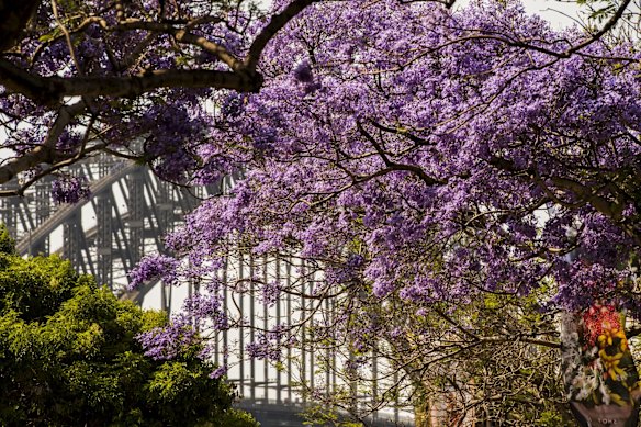 Spring in Sydney has sprung as COVID lockdowns become a distant memory