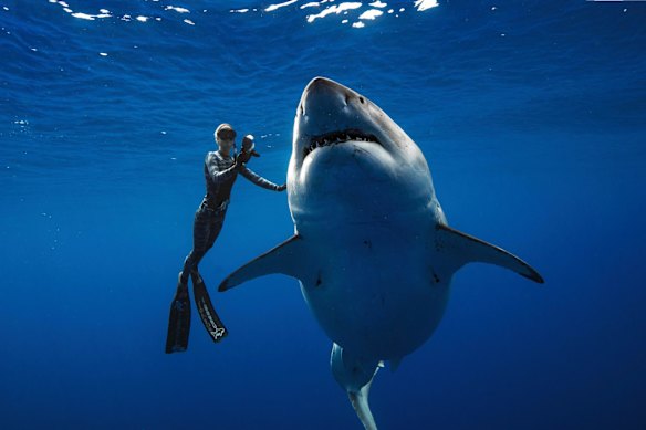 Friends, not food: a shark researcher swims with a great white off Oahu, Hawaii.