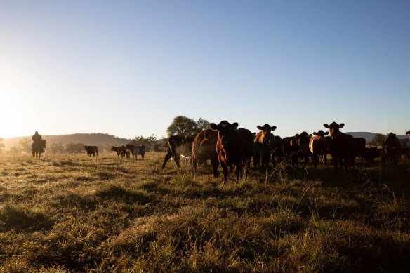 Cattle on a farm in NSW. Beef production is one of the contributors to land clearing in the state.