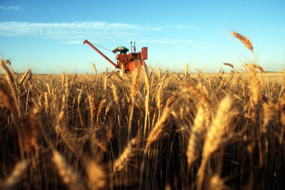 When grain supplies from Russia and Ukraine – which together produce a quarter of the world’s wheat – were suddenly curtailed, farmers in major producing countries sprang into action.