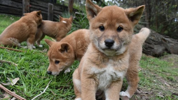 A council investigation has revealed six suspected dingoes registered as pets are not actually dingoes.