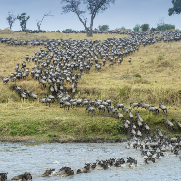 The Masai Mara, bordering onto Tanzania’s Serengeti National Park, is best known as the home of the great migration, where in July and August every year, more than 2 million wildebeest, zebra and other animals made the long trek between the countries, crossing raging rivers and being picked off by predators along the way.