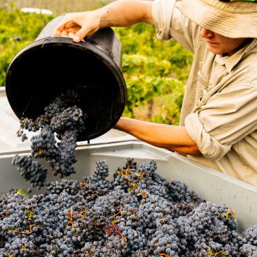 Stella Bella Wines is known for Margaret River classics: chardonnay and cabernet sauvignon.