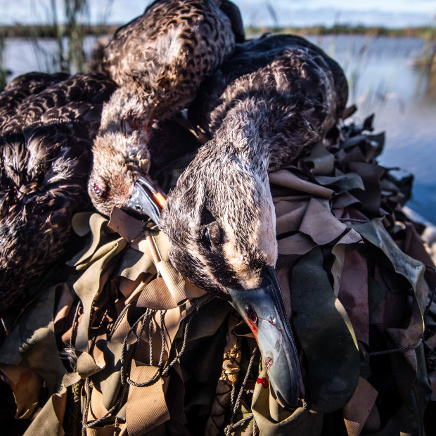The hunters bagged three ducks for the day. The legal limit is four ducks per hunter a day.