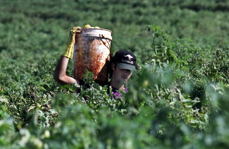 A backpacker carrying a bucket of tomatoes at a Childers farm, north of Brisbane.
