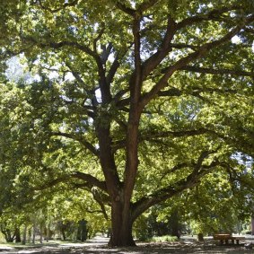 The English oak (Quercus robur) at the Castlemaine Botanic Gardens is the National Trust’s Victorian tree of the year.