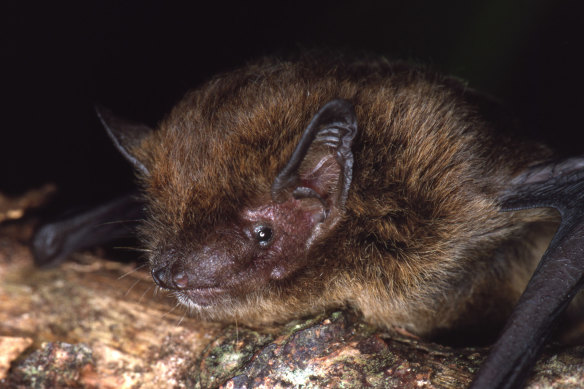 The Christmas Island pipistrelle bat
was once abundant.