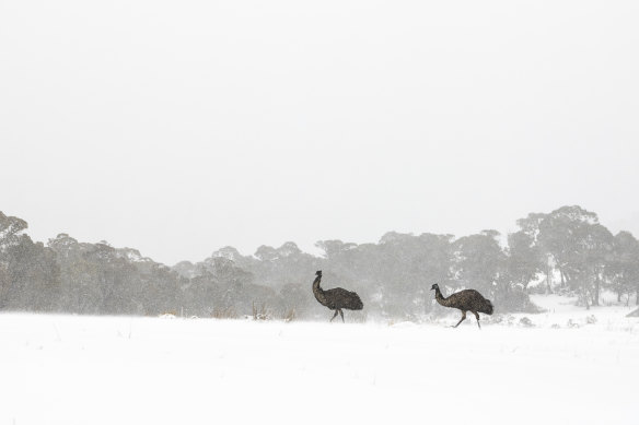 A very rare sightings of emus in the  Thredbo Valley. 