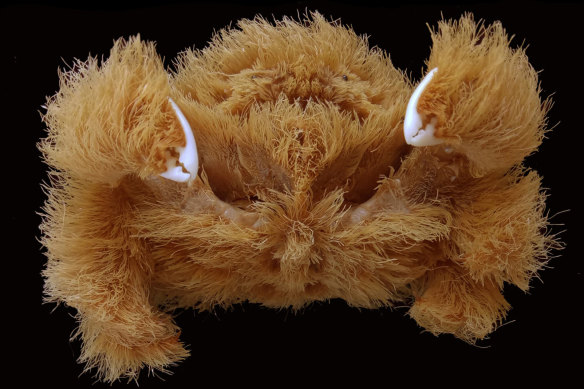 Fluffy crabs glue living sponges to their bodies for camouflage that they keep trim using their tiny claws. 