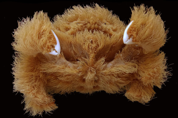 Fluffy crabs glue living sponges to their bodies for camouflage that they keep trim using their tiny claws.
