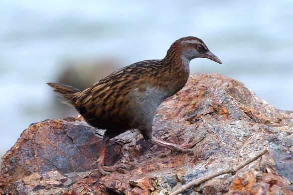 The weka, a flightless bird native to New Zealand, is a protected species.