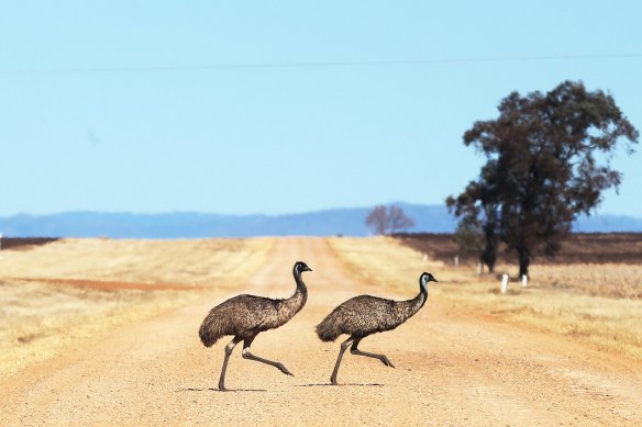 Emus were the real winners. 