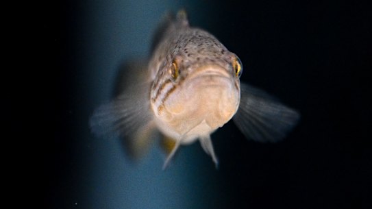 Mogurnda adspersa, photographed at Sea Life Aquarium.