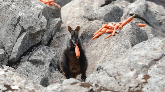 A brush-tailed rock-wallaby in the Blue Mountains with a food drop after the big 2019-20 bushfires. Despite the widespread destruction of habitat, the NSW government is cutting the funding for its Saving Our Species program by one-quarter.