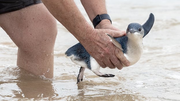 A juvenile little penguin being released at Manly Beach. It was found starving but was rehabilitated at Taronga Zoo.