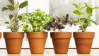 You don't need much space to create a thriving herb garden. 