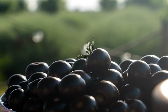 The purple tomato will probably be the first whole, fresh genetically modified food available in Australia.
