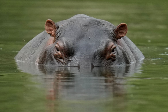 Hippos kill about 500 people every year.