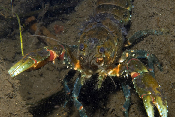 Sixteen species of freshwater crayfish have been added to the threatened species list. 