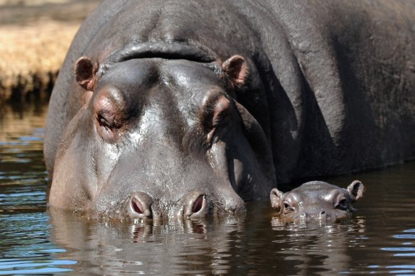 It is the first known case of COVID among hippopotamuses.
