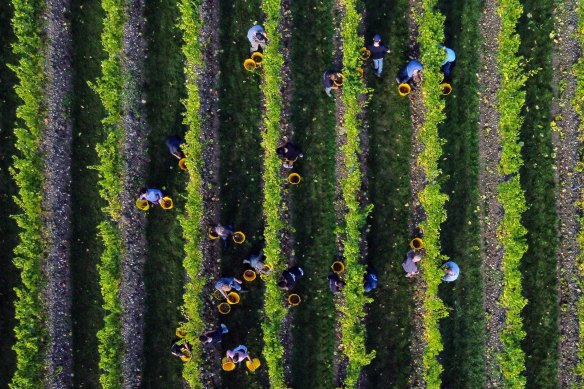 Workers pick grapes at a vineyard in Maidstone, UK.