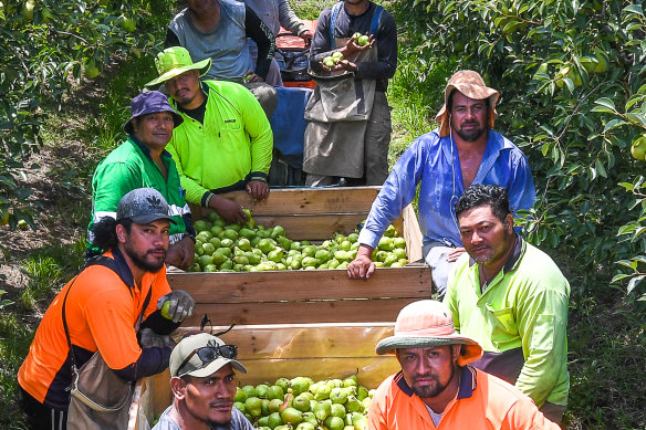 Samoan fruit pickers at Maurice and Rein Silverstein’s property, Silver Orchards at Orrvale