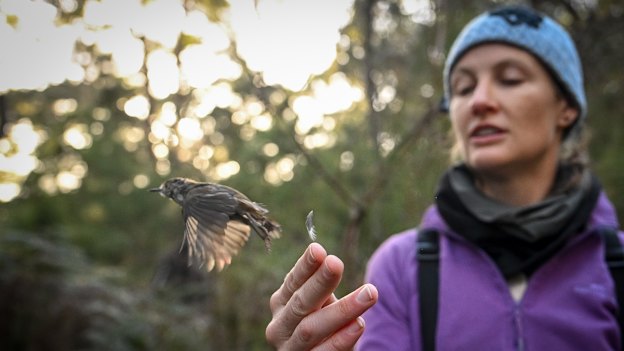 Dr Catherine Young releases a King Island brown thornbill. Young is a member of the Difficult Birds Research Group, based at ANU.