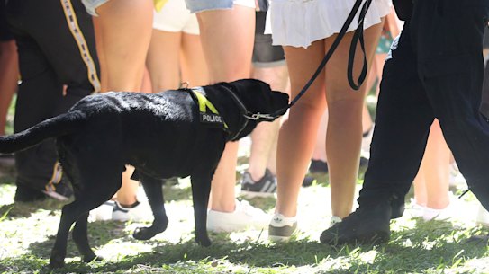 A police officer uses a sniffer dog at a Sydney music festival.