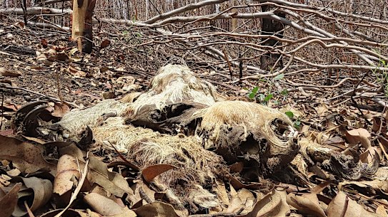 Areas such as the Banyabba region had lost half their koalas before the recent bushfire season. As many as three-quarters have been lost since. 
