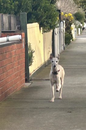 Ravi on the loose in the inner-west on Wednesday afternoon.