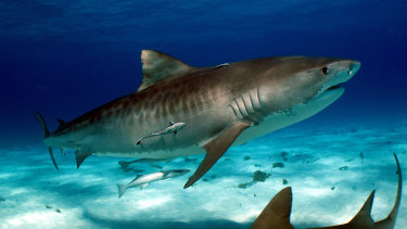 An image of a tiger shark published in the Shark Attacks: Myths, Misunderstandings and Human Fear.