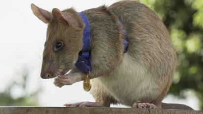 Cambodia’s land-mine sniffing hero rat retires after five years