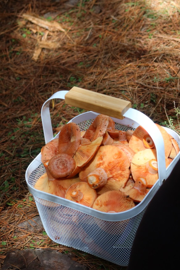 NSW pine mushroom foraging season extends to June