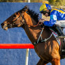 Iknowastar takes out the Dubbo Cup in track recrod time last year.
