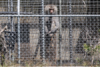 A baboon sits and looks out from behind security fencing at the National Health and Medical Research Council facility in Wallacia in Sydney's west in a file picture.
